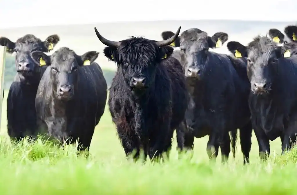 A herd including Aberdeen Angus cattle, with one shaggy, horned cow standing out from the rest, styled to resemble The Fat Bull Co.'s logo mascot.
