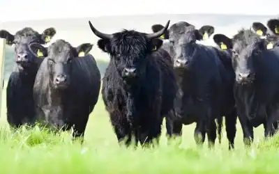 The Dry-Aged Beef Burger: Where Fat Bull’s Meat Actually Comes From